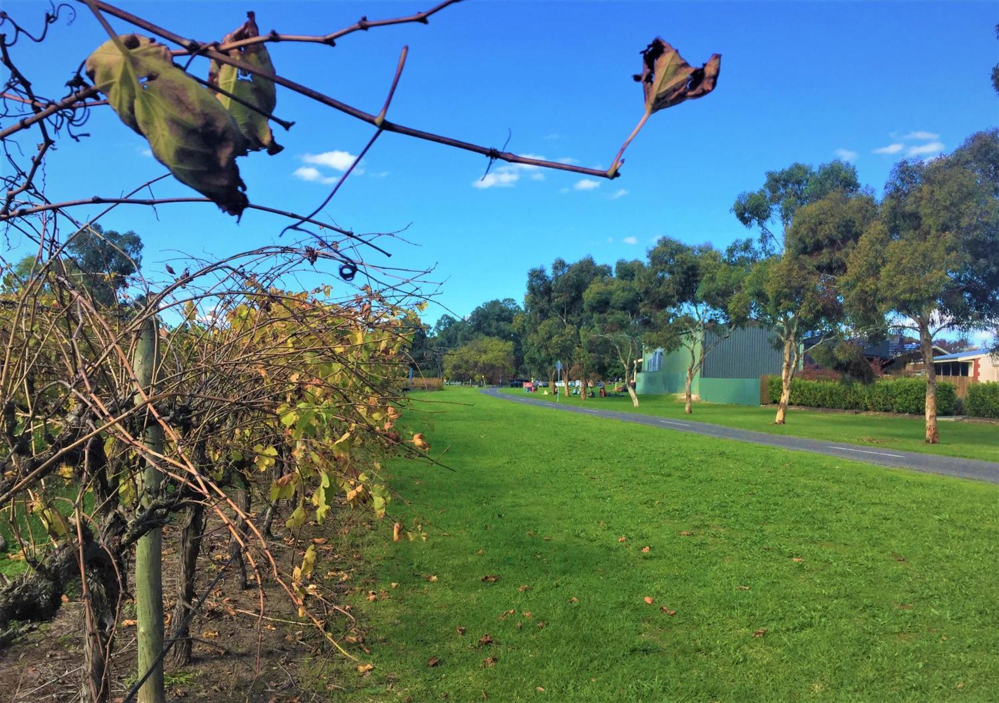 Mclaren Vale Studio Apartments Екстериор снимка